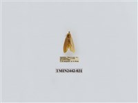 藏品(淡白凹苔蛾)的圖片